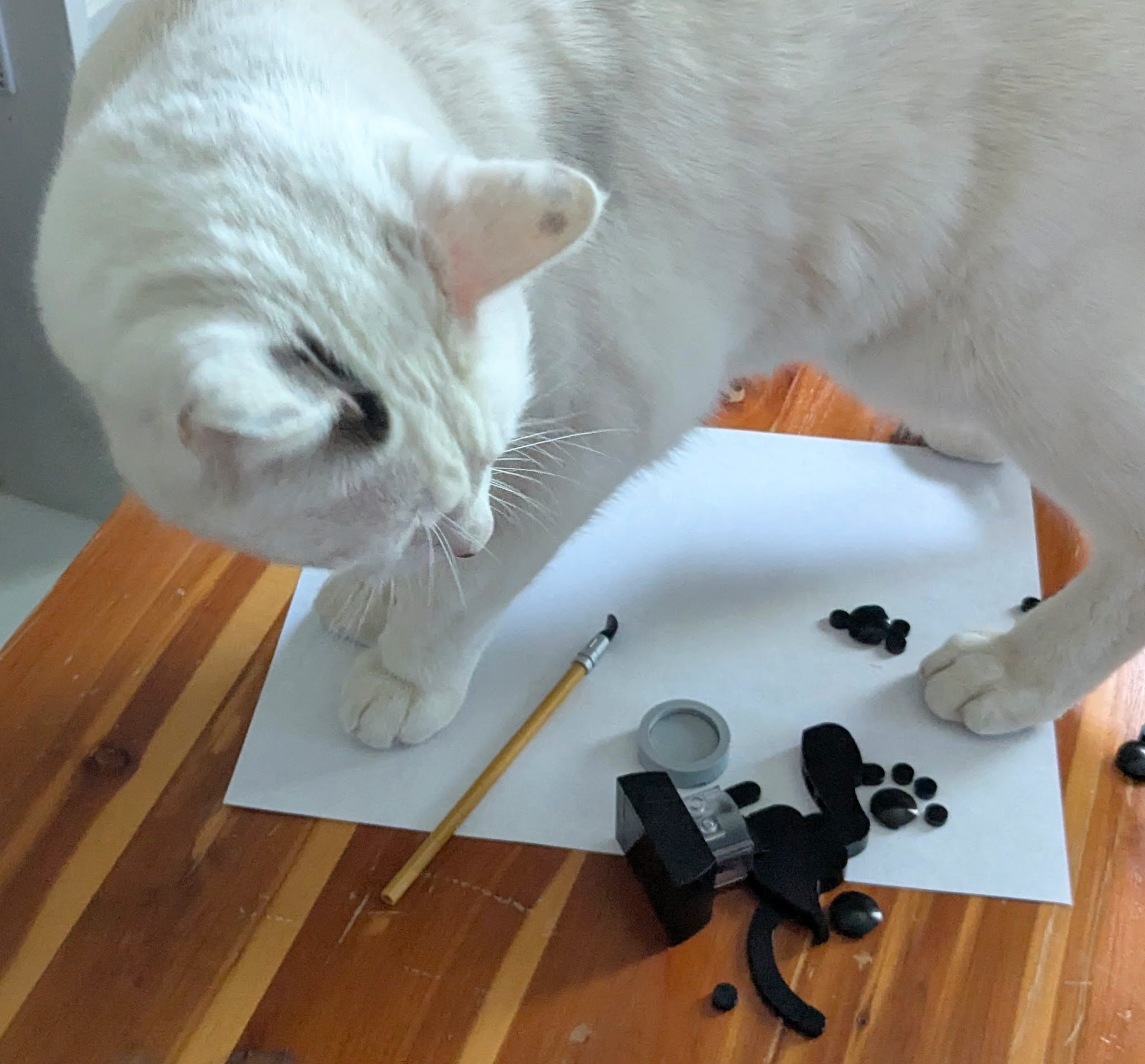 White cat standing in the lightbox, disturbing the model