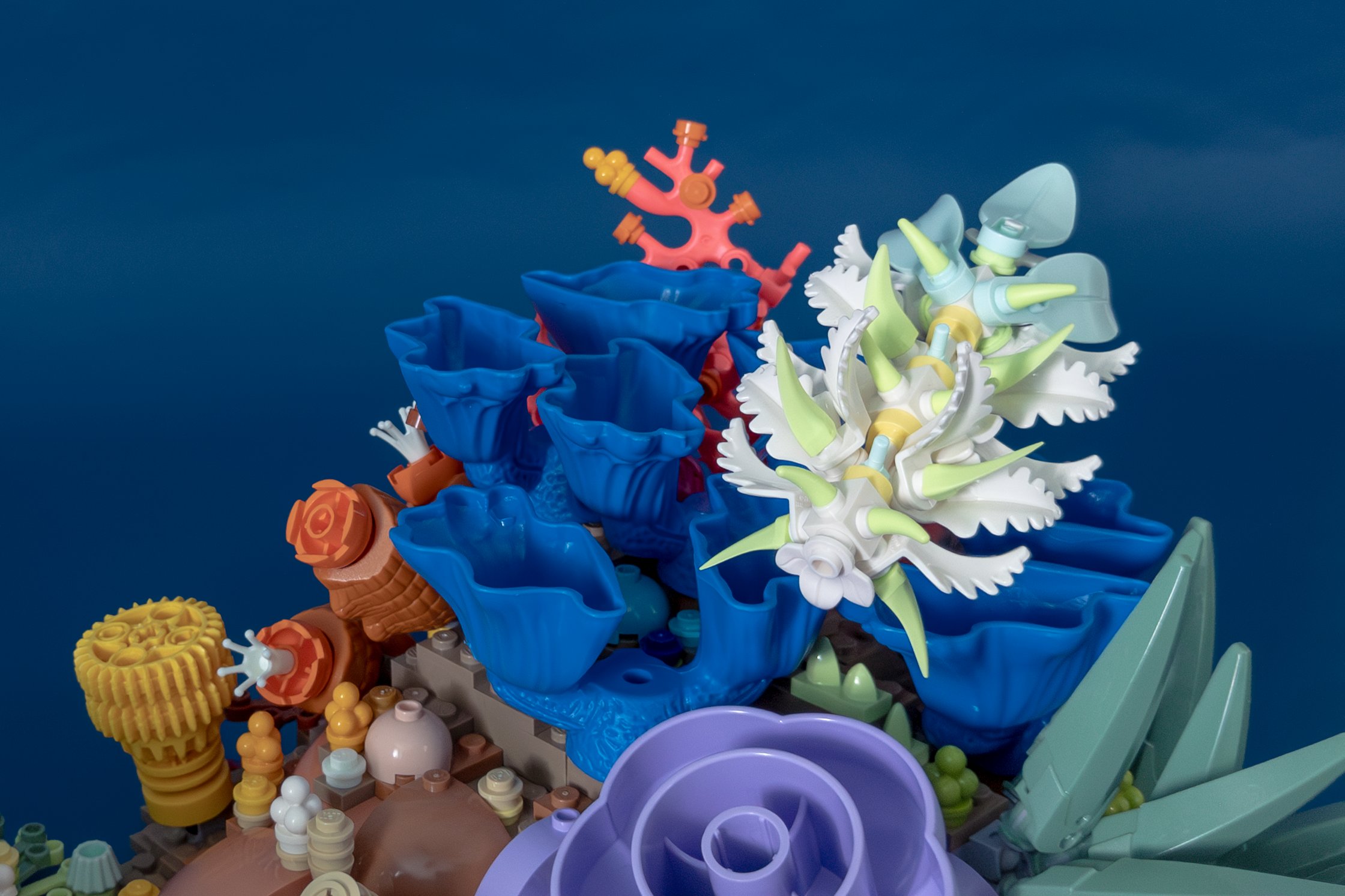 A dirona (sea slug) swims over folded blue coral